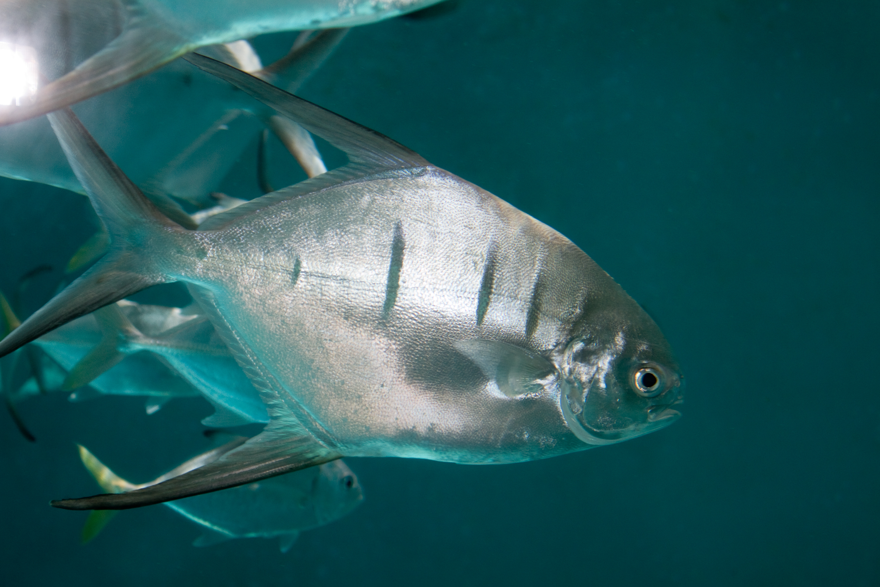 Palometa